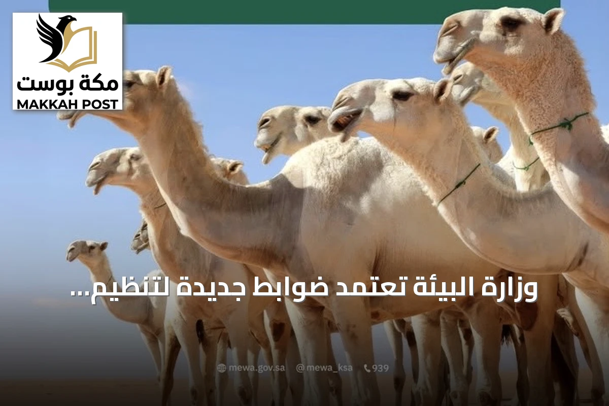 وزارة البيئة تعتمد ضوابط جديدة لتنظيم تجارة الإبل في السعودية
