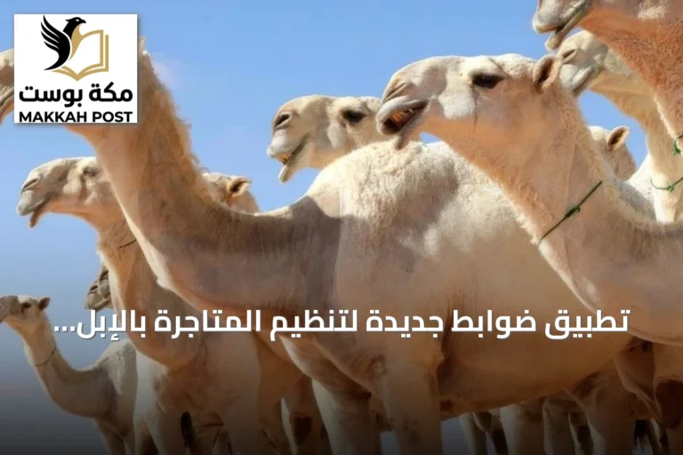 تطبيق ضوابط جديدة لتنظيم المتاجرة بالإبل في الأسواق والمعارض