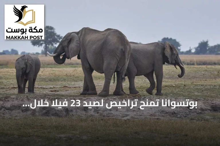 بوتسوانا تمنح تراخيص لصيد 23 فيلا خلال احتفالات الاستقلال