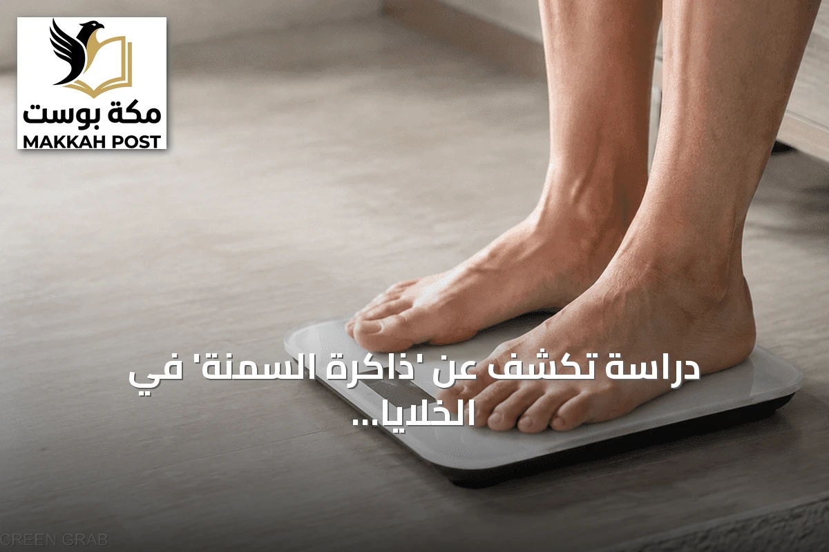 دراسة تكشف عن 'ذاكرة السمنة' في الخلايا الدهنية وتفسر استعادة الوزن بعد فقدانه