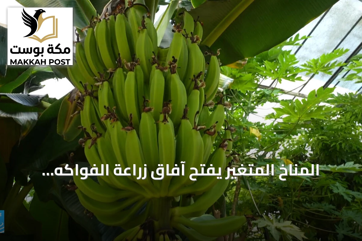 المناخ المتغير يفتح آفاق زراعة الفواكه الاستوائية في جنوب فرنسا