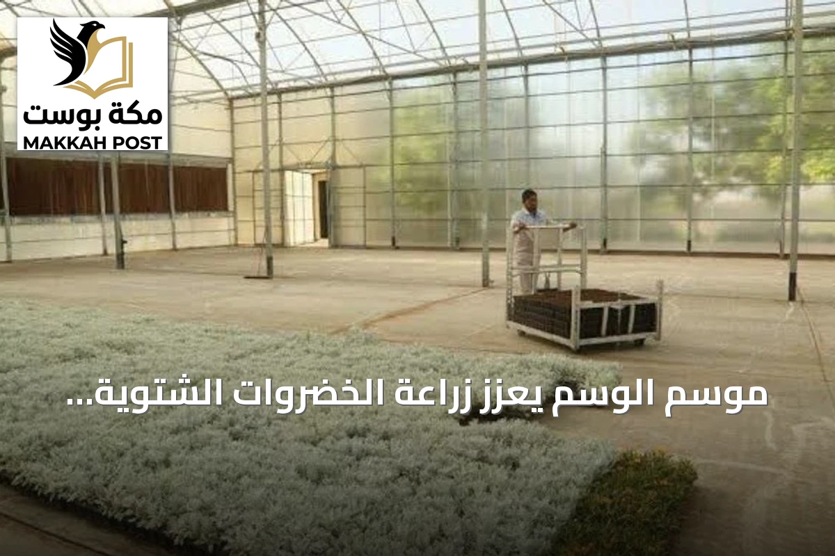 موسم الوسم يعزز زراعة الخضروات الشتوية بمنطقة القصيم