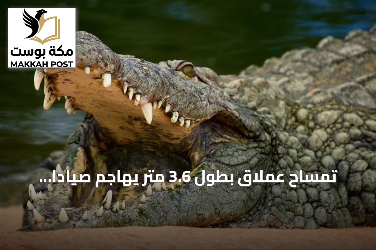 تمساح عملاق بطول 3.6 متر يهاجم صياداً ويؤدي لمقتله في فلوريدا