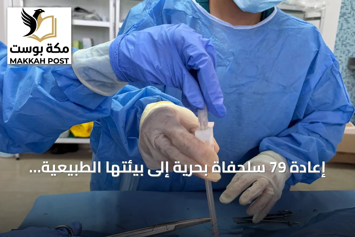 إعادة 79 سلحفاة بحرية إلى بيئتها الطبيعية بعد علاجها وتأهيلها في البحر الأحمر