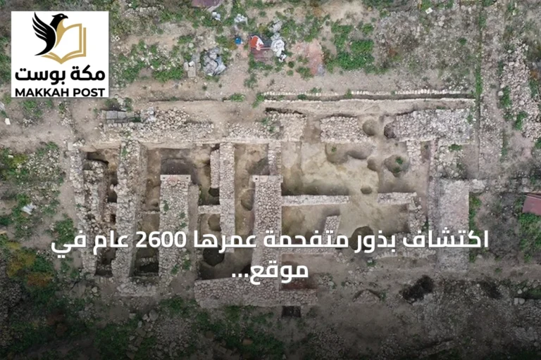 اكتشاف بذور متفحمة عمرها 2600 عام في موقع داسكيليون التركي