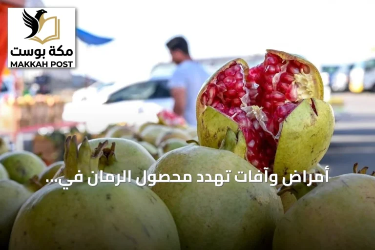 أمراض وآفات تهدد محصول الرمان في المملكة.. توصيات زراعية للوقاية
