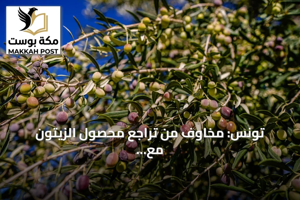 تونس: مخاوف من تراجع محصول الزيتون مع تطلعات لتعويض الأسعار