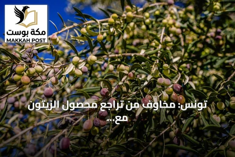 تونس: مخاوف من تراجع محصول الزيتون مع تطلعات لتعويض الأسعار