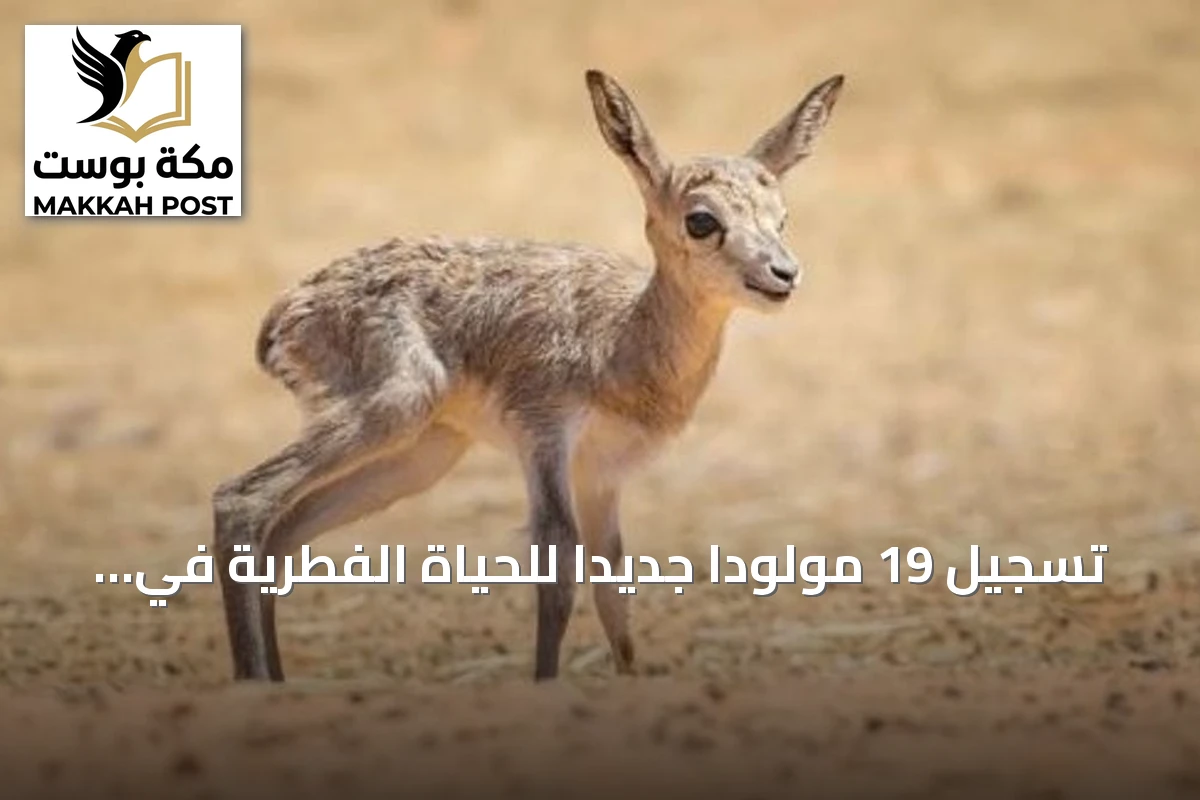 تسجيل 19 مولوداً جديداً للحياة الفطرية في محمية الإمام عبدالعزيز بن محمد الملكية ومحمية الملك خالد